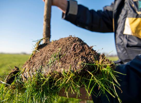 Kijk in het voorjaar goed naar de bovenste laag van de graszode en onderzoek de hoeveelheid humus