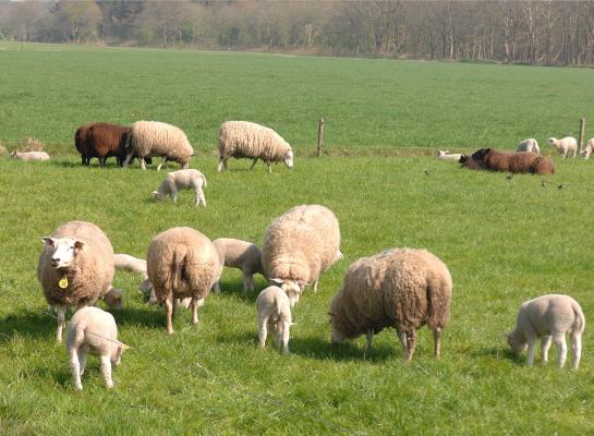 Alle mkz-testen op vanuit Slowakije geïmporteerde schapen pakten gunstig uit. De blokkade van het ontvangende bedrijf is opgeheven (foto ter illustratie)