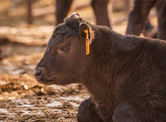 Een belangrijke oorzaak voor het krappe vaarzenaanbod is de populariteit van de gebruikskruising