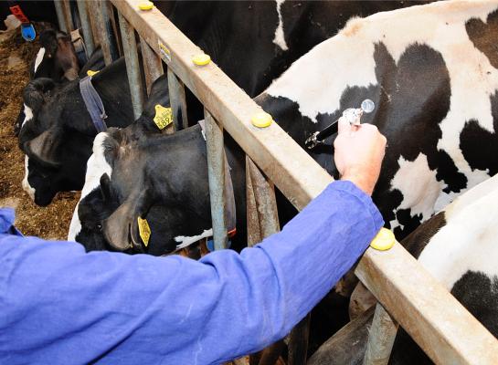 Op bedrijven die vaccineerden met Bultavo, nam het gebruik van pijnstillers in 2024 significant minder toe dan op bedrijven die niet vaccineerden