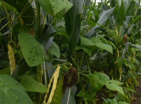 Een mengteelt van mais en klimbonen benut stikstof zeer efficiënt bij een lagere bemesting