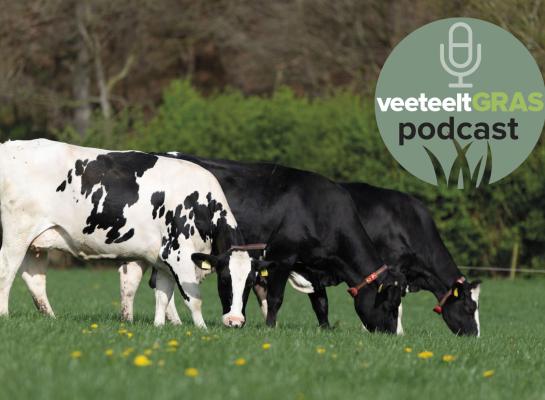 Er groeit nog niet genoeg gras om volop te gaan weiden