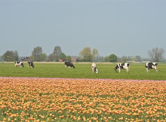 Het verschil in prijs tussen tijdelijk en blijvend grasland verschilt tussen provincies. In Noord-Holland is het prijsverschil met 40 procent het grootst