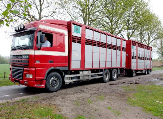 Het positief geteste rund maakte deel uit van een groep van drie ingevoerde dieren die tegen het EHD-virus gevaccineerd waren