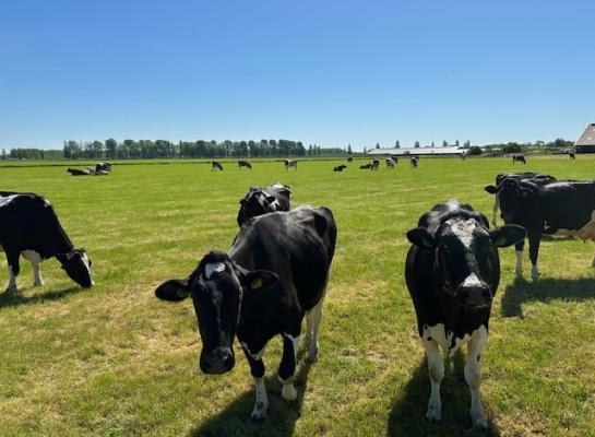 Als het etgroen opraakt, kun je beter het aantal weide-uren beperken