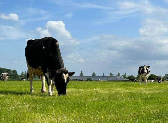 Het etgroen van de tweede snede kan wel wat vocht gebruiken