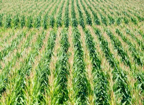 Het Vlaamse maisareaal daalde in 2025 met 4 procent