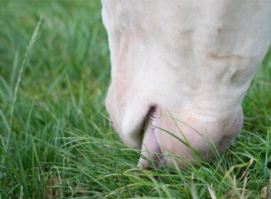 Een hoger percentage droge stof zorgt voor een hogere grasopname