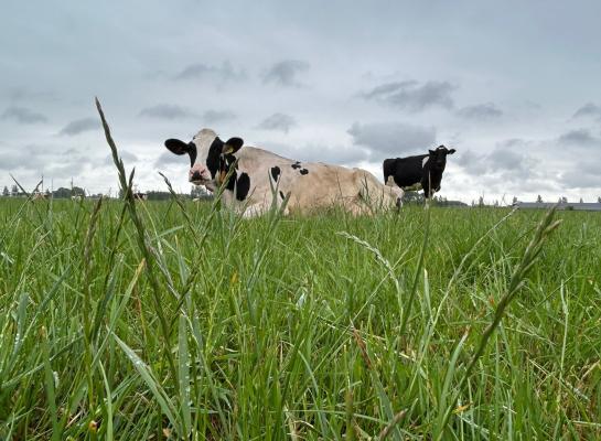 De aarvorming in het gras zal zorgen voor lagere voederwaarden