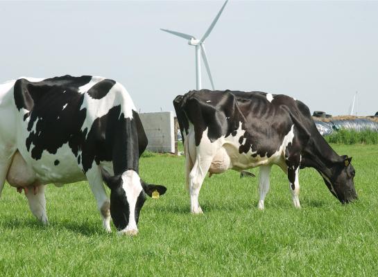 Er zal nu minder DVE en vooral meer OEB gevormd worden  en om dat te corrigeren zal je energie bij moeten voeren in bijvoorbeeld de vorm van snijmais