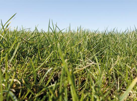 Het onderzoek laat zien dat permanent grasland gemiddeld 0,68 ton koolstof per hectare per jaar vasthoudt