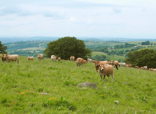 De vaccinatiecampagne is in Frankrijk in volle gang. Van de ongeveer 310.000 runderen in het toezichtgebied is inmiddels een derde gevaccineerd tegen LSD