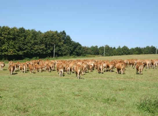 In Frankrijk is op 37 bedrijven Lumpy Skin Disease vastgesteld