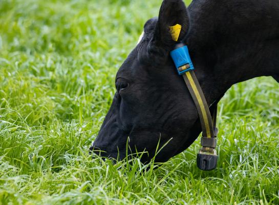 Halsbandsensoren maken het mogelijk om dierziekten zoals blauwtong vroegtijdig op te sporen (foto MSD)