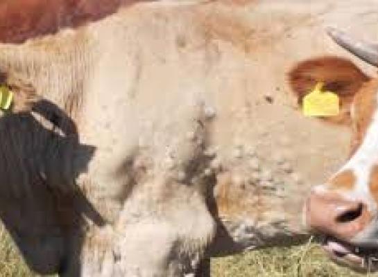 Dieren met lumpy skin disease ontwikkelen bulten op de huid door opgezwollen lymfleklieren (foto: EFSA)