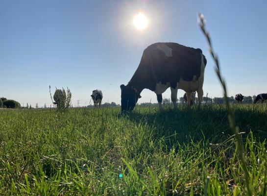 De maand juli is een lastige maand om de kwaliteit in het gras te houden