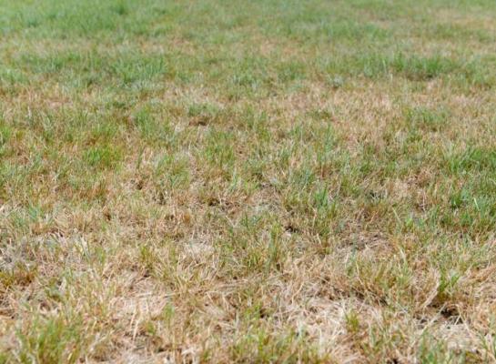 Op veel plekken raakt het gras op