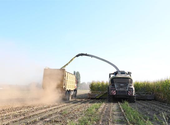 Op proefvelden in Vlaanderen had de mais eind augustus al gemiddeld 35 procent droge stof, minstens twee weken eerder dan andere jaren