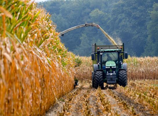 Ongeveer 60 procent van de Vlaamse proefvelden waarvan LCV de afrijping volgt, is al oogstrijp