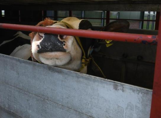 In de handel blijven ibr-dragers opduiken