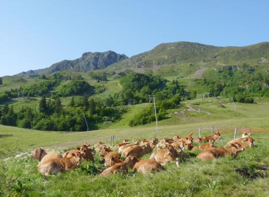In Frankrijk is op een nieuwe locatie buiten bestaande toezichtgebieden LSD vastgsteld (foto ter illustratie) 