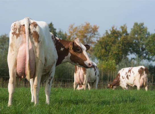 Via een paar uur weidegang kunnen koeien nog goed twee tot vier kg droge stof opnemen