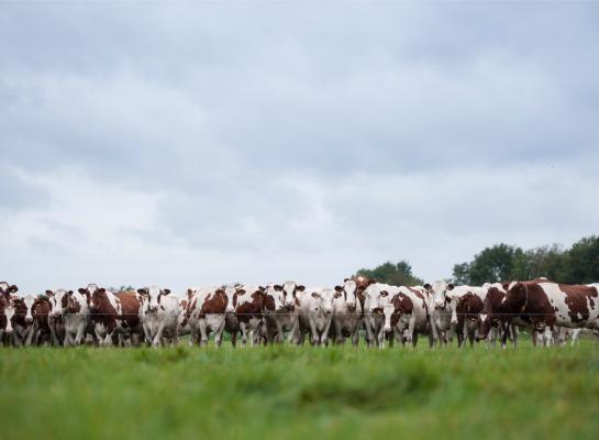 Het weiden met voldoende opname van het najaarsgras is uitdagend