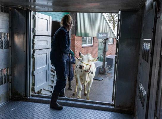DGZ roept veehouders op om geen dieren aan te kopen als het niet echt noodzakelijk is
