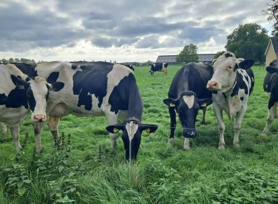 De koeien hebben moeite om veel kilo's droge stof op te nemen vanwege het natte gras (Foto Sten)