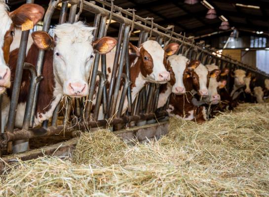 LTO adviseert om voorlopig geen runderen uit Frankrijk of Spanje te importeren