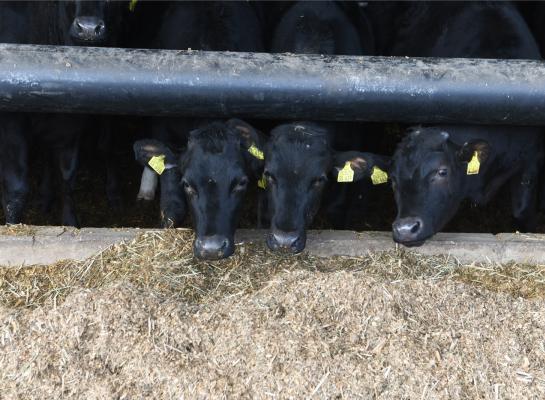 De marktanalisten van Rabobank voorzien dat over een aantal jaren de rundvleesproductie weer stijgt, onder andere door meer en beter aanbod van vleesvee uit de gebruikskruising met melkvee