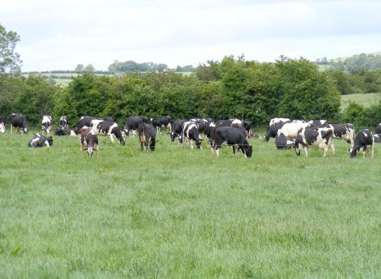 Als de Ierse derogatie wordt verlengd is het land nog het enige in de Europese Unie met een uitzondering op de nitraatrichtljn