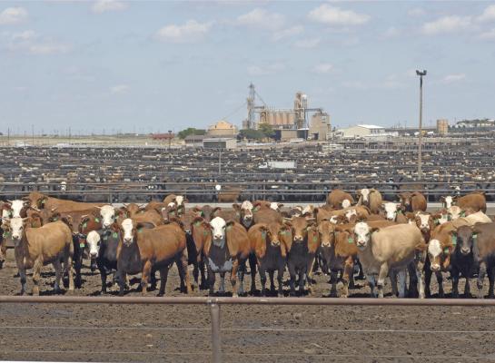 In de feedlots in de VS worden steeds meer kruislingen afgemest