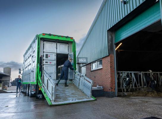 Dit jaar spoorde DGZ via aankooponderzoek al 195 ibr-dragers op twintig bedrijven op