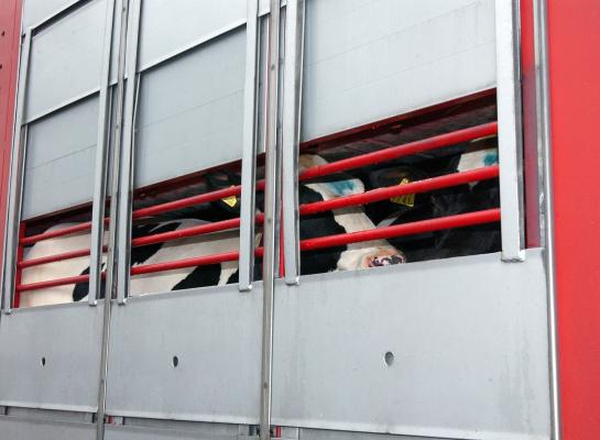 Na vaststelling van de ziekte, werd in april export van vee vanaf Sardinië voorlopig verboden. Dat verbod is onder strenge voorwaarden komen te vervallen voor de gebieden die buiten de afgebakende zones liggen