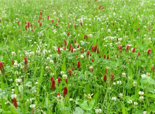 Uit de resultaten blijkt dat mengsels met zes soorten – twee soorten gras, twee soorten klaver en twee soorten kruiden – gemiddeld 7 procent opbrachten dan eenvoudigere mengsels met een soort gras, een soort klaver en een soort kruid