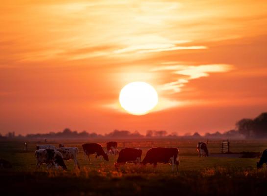 Het aantal meldingen van hittestress bij de NVWA is de laatste jaren gestegen