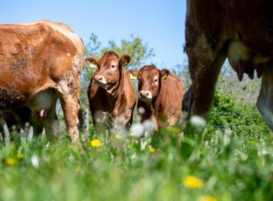 limousin gras