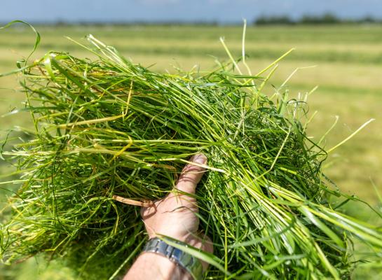 Het voorjaarsgras heeft een gunstige verhouding dve/oeb en bevat veel suiker