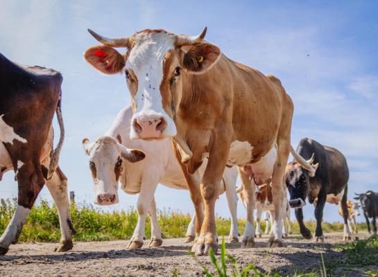 Het kabinet vindt dat biologische en extensieve melkveebedrijven met hun bedrijfsvoering al een positieve bijdrage leveren aan natuur en waterkwaliteit