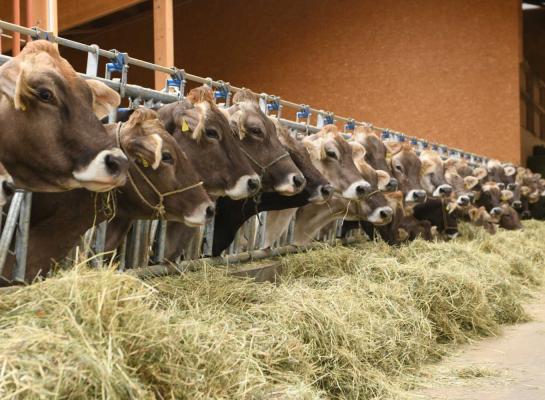 Onder meer in Zwitserland werden op meerdere bedrijven koeien ziek door het nieuwe virus (foto archief)