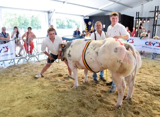 Kamp vaarzen Ulien