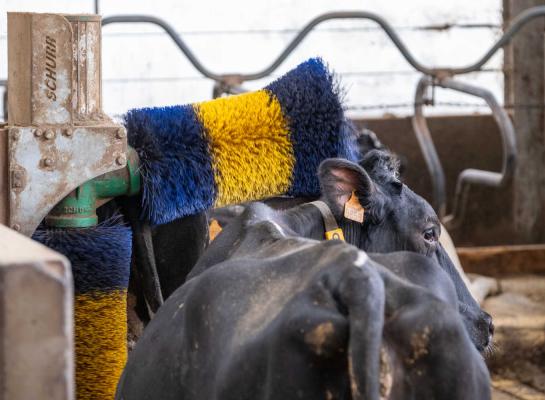 De meeste besmette dieren herstellen binnen ongeveer een week