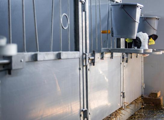 Op een kalverhokje dat op het oog schoon is, kunnen nog steeds veel ziektekiemen aanwezig zijn
