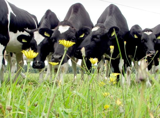 Ondernemers worden volgend jaar direct uitbetaald op basis van de eco-activiteiten die ze volgens de voorwaarden hebben uitgevoerd