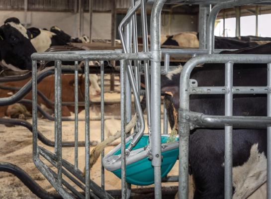 Urine wordt in een Cowtoilet opgevangen door de koe te stimuleren om te gaan plassen