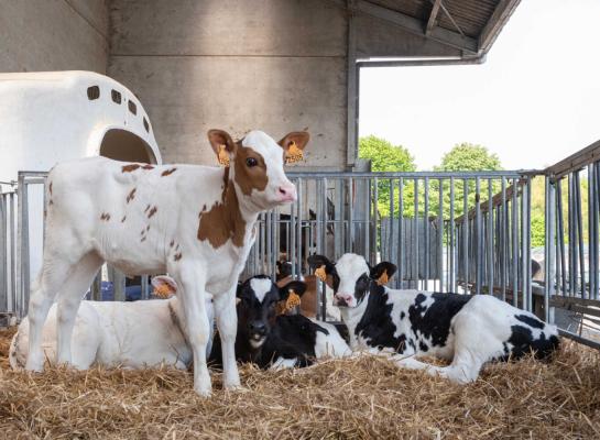 Per 2030 mogen veehouders kalveren vanaf veertien dagen niet meer individueel huisvesten