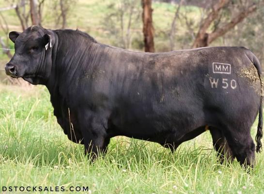 Voor Millah Murrah Wyatt W50 werd de hoogste prijs ooit in Australië betaald