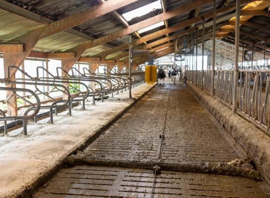 Op basis van de veranderde mestsamenstelling verwacht de onderzoeker dat Kopros de ammoniakemissie vanuit de stal met minstens 30 procent verlaagt