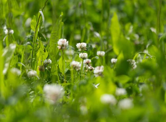 Het areaal tijdelijke weiden, waar ook gras met grasklaver onder valt, groeide in Vlaanderen met 11,6 procent